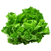 LETTUCE PACKAGING